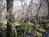 clicca qui per vedere la foto grande